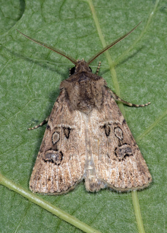 Agrotis sp